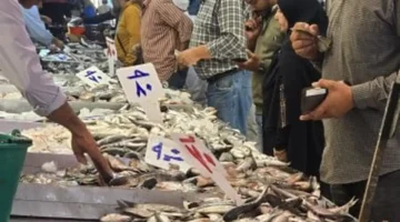 أسعار الأسماك في أسواق مطروح الخميس 11 ديسمبر 2025: التونة توجد بـ180 جنيه